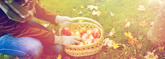 A person kneels with a basket full of fresh fall apples near a tree