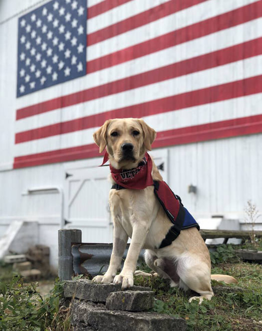 TAV dog Denny posed outside wearing TAV bandana with American flag behind